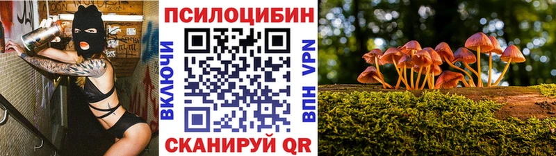 цены   Сухиничи  Псилоцибиновые грибы Cubensis 